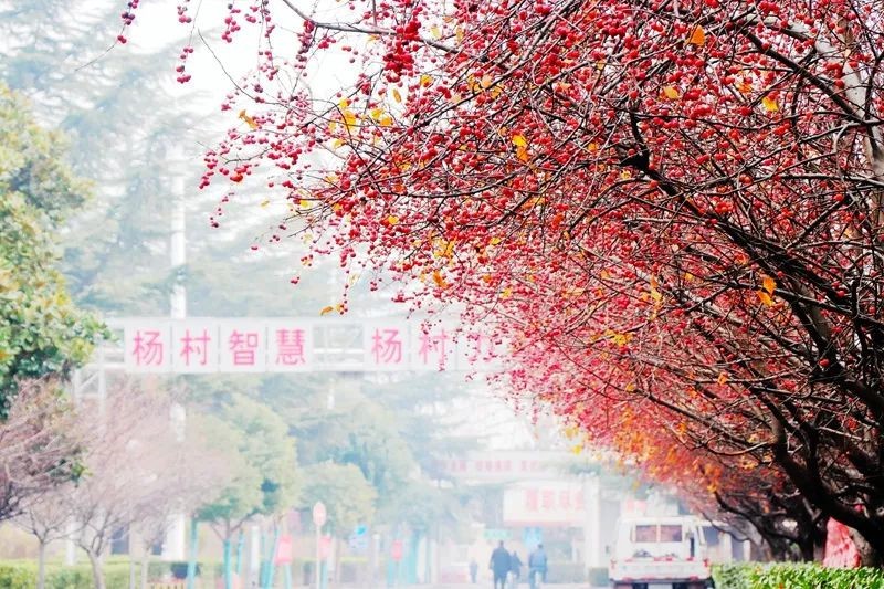 杨村煤矿1