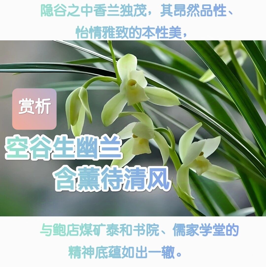 鲍店9